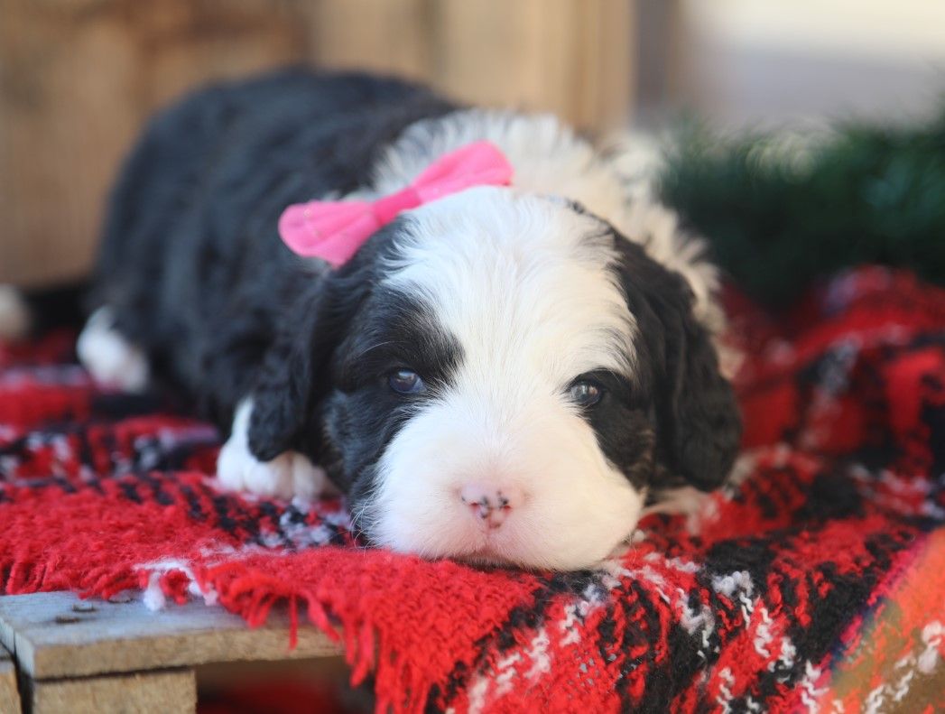 Mercy - click to meet