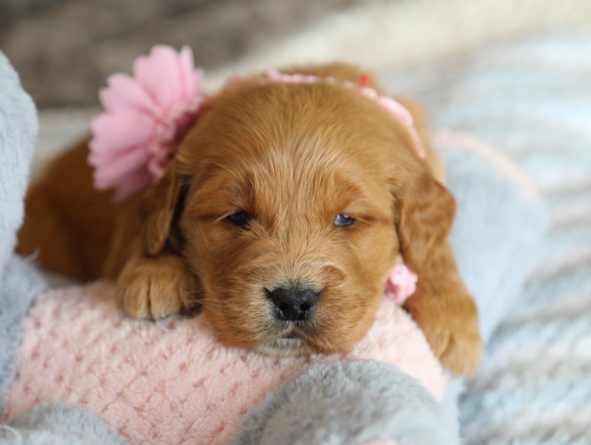  Pippa - Click to meet