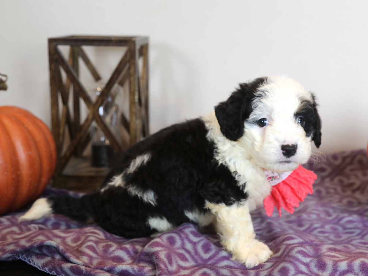 Bailey • Click to meet