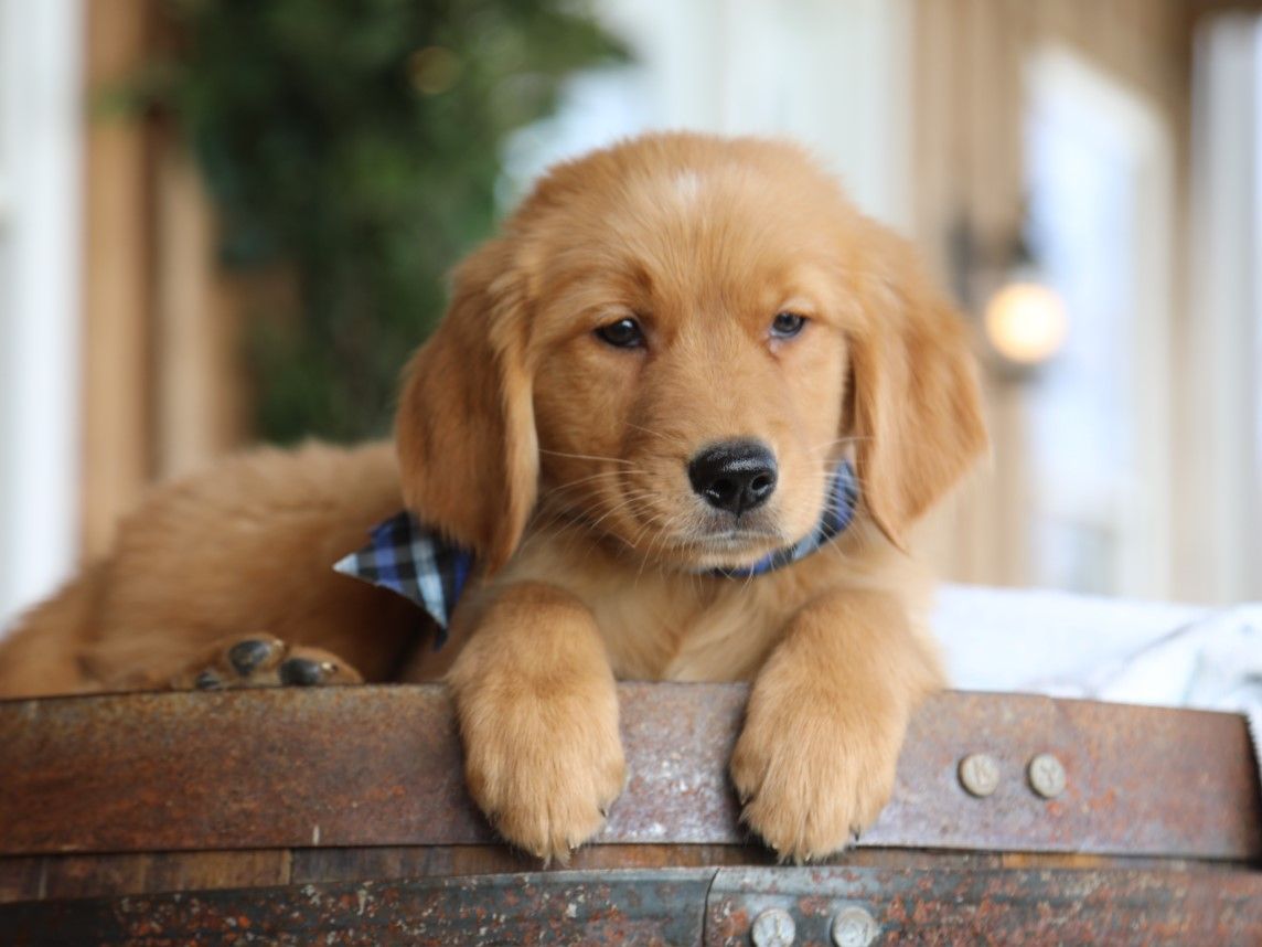  Bruno - Click to meet