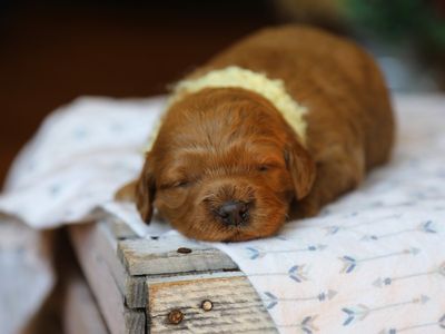 FINN • RESERVED