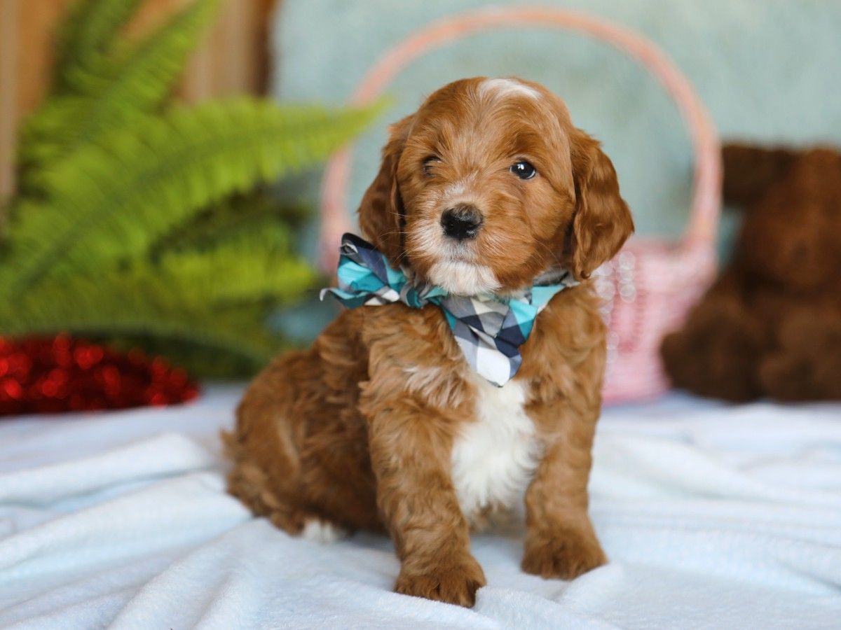 Trusty (2).JPG