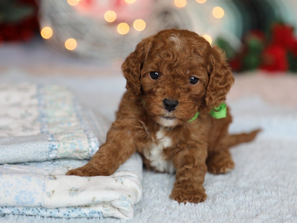 Waffles (4).JPG