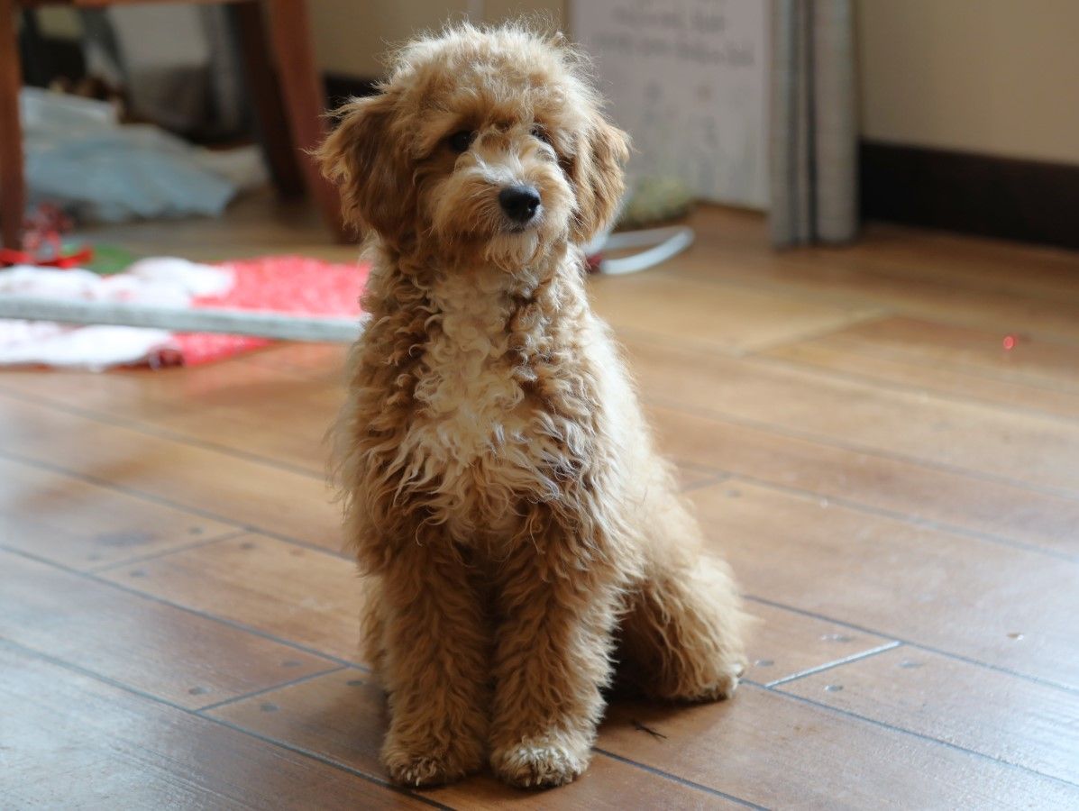 Benny - click to meet