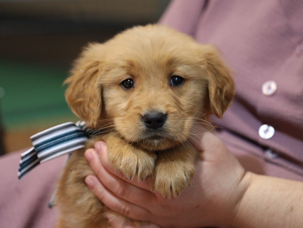 Apollo - Click to meet