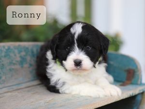 Ronny - click to meet