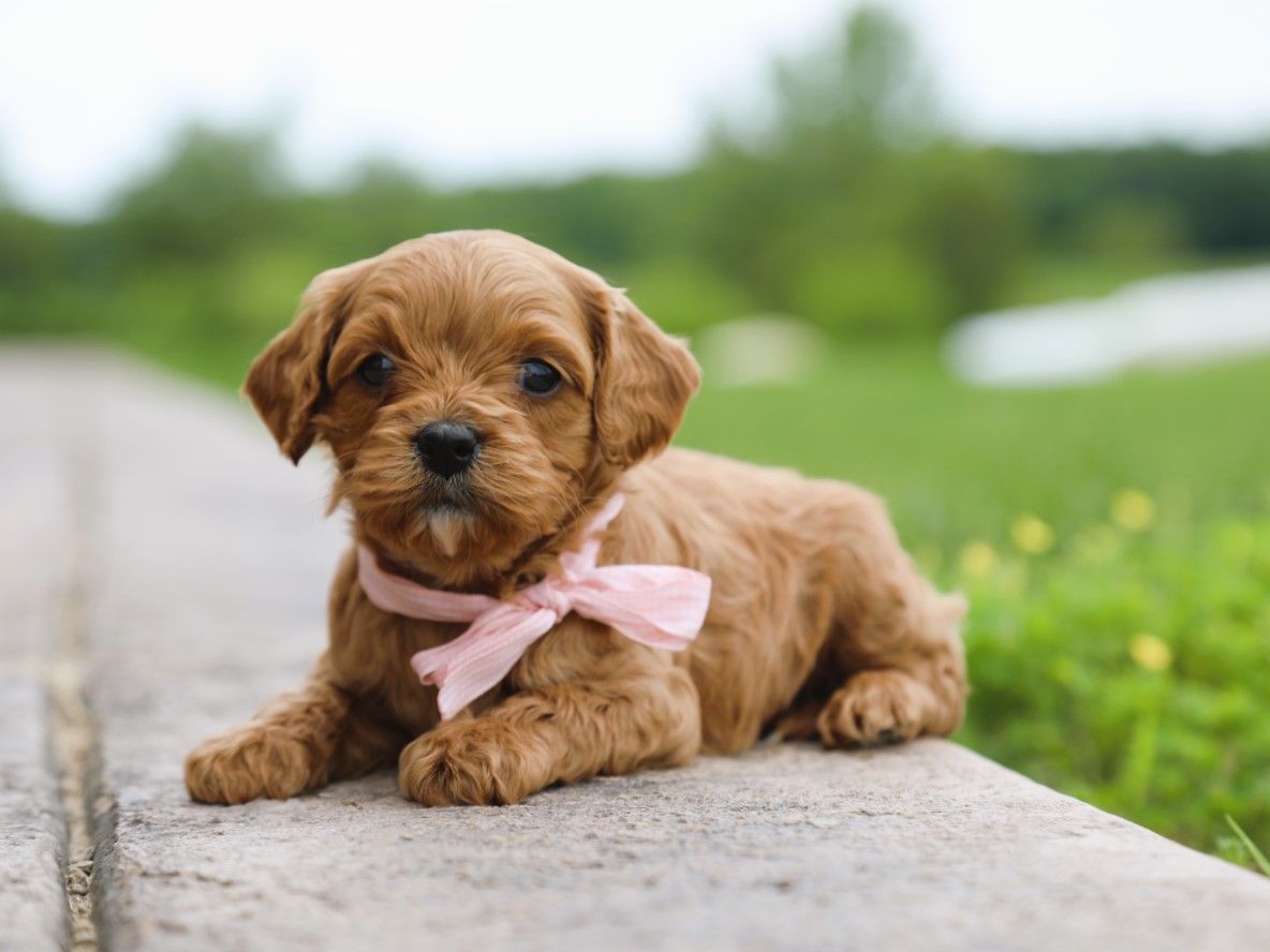 Zoe • click to meet