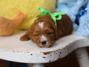 Banjo • click to meet