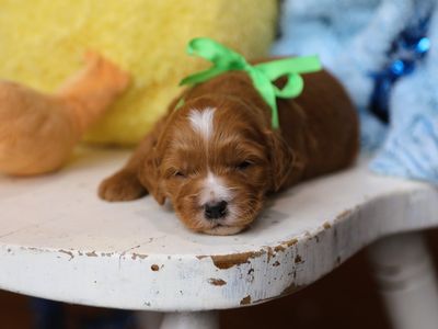 BANJO • RESERVED