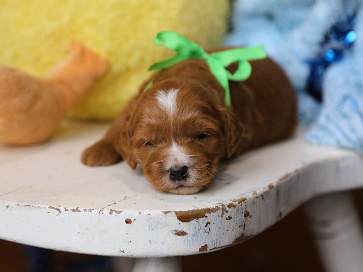 BANJO • RESERVED