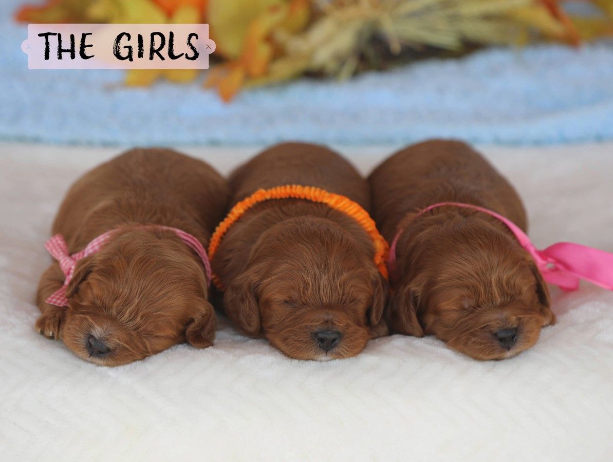 Lollipop's Babies (2).jpeg