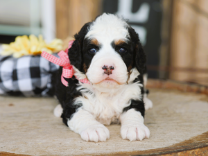 Willow • Click to meet