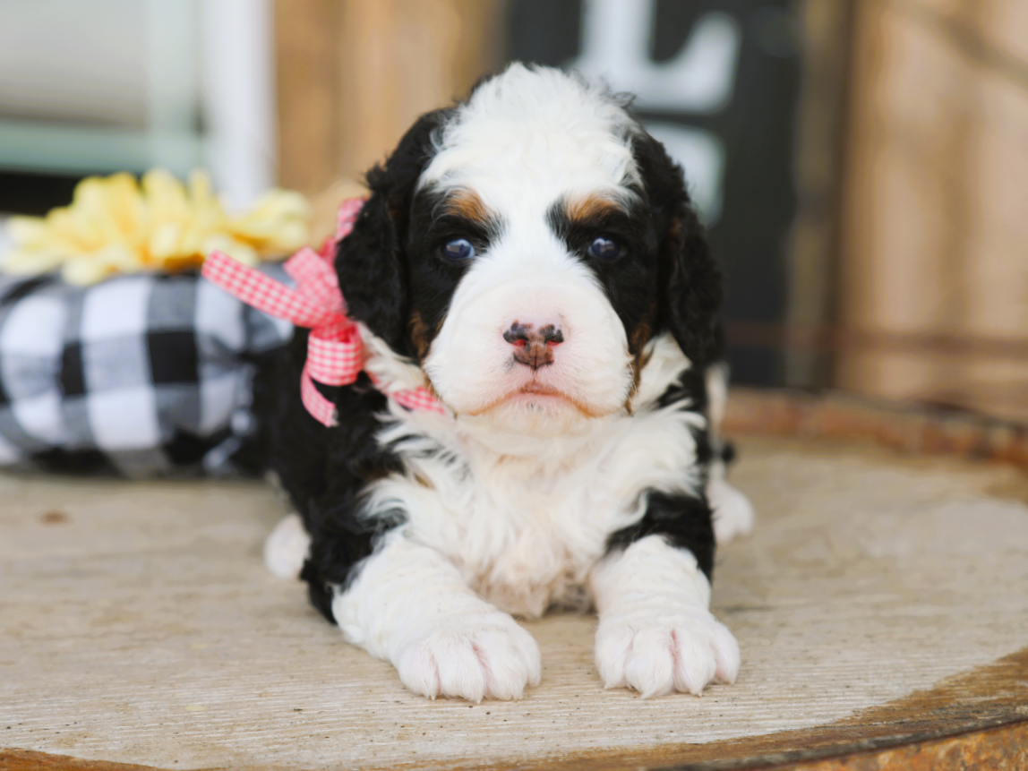 Willow • Click to meet