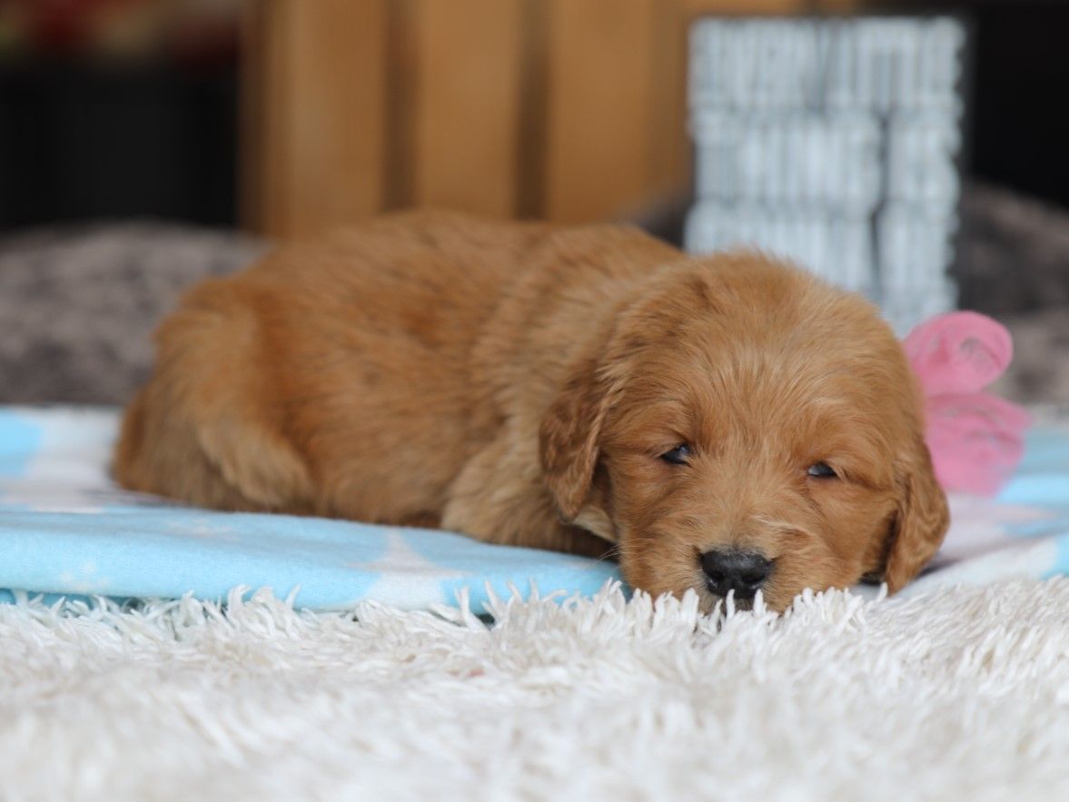 Lucy - Click to meet