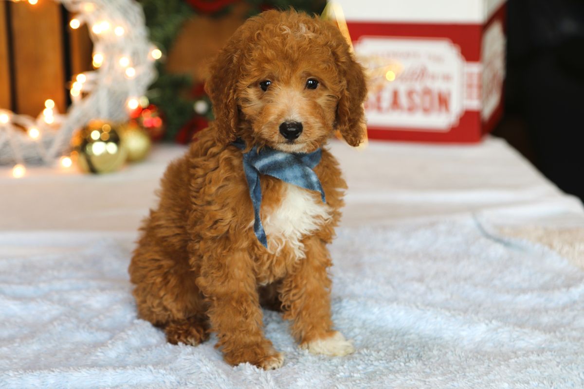 Finnegan (2).JPG