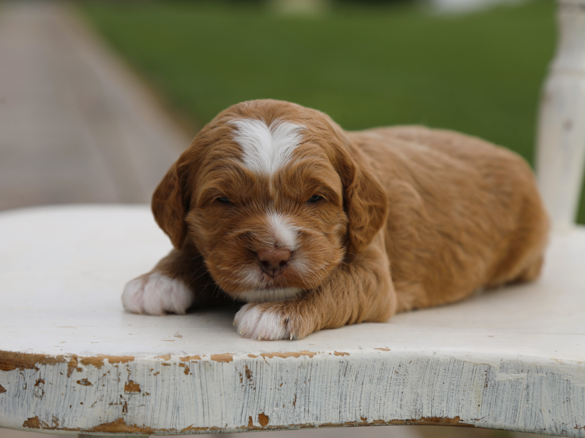 Graham• click to meet