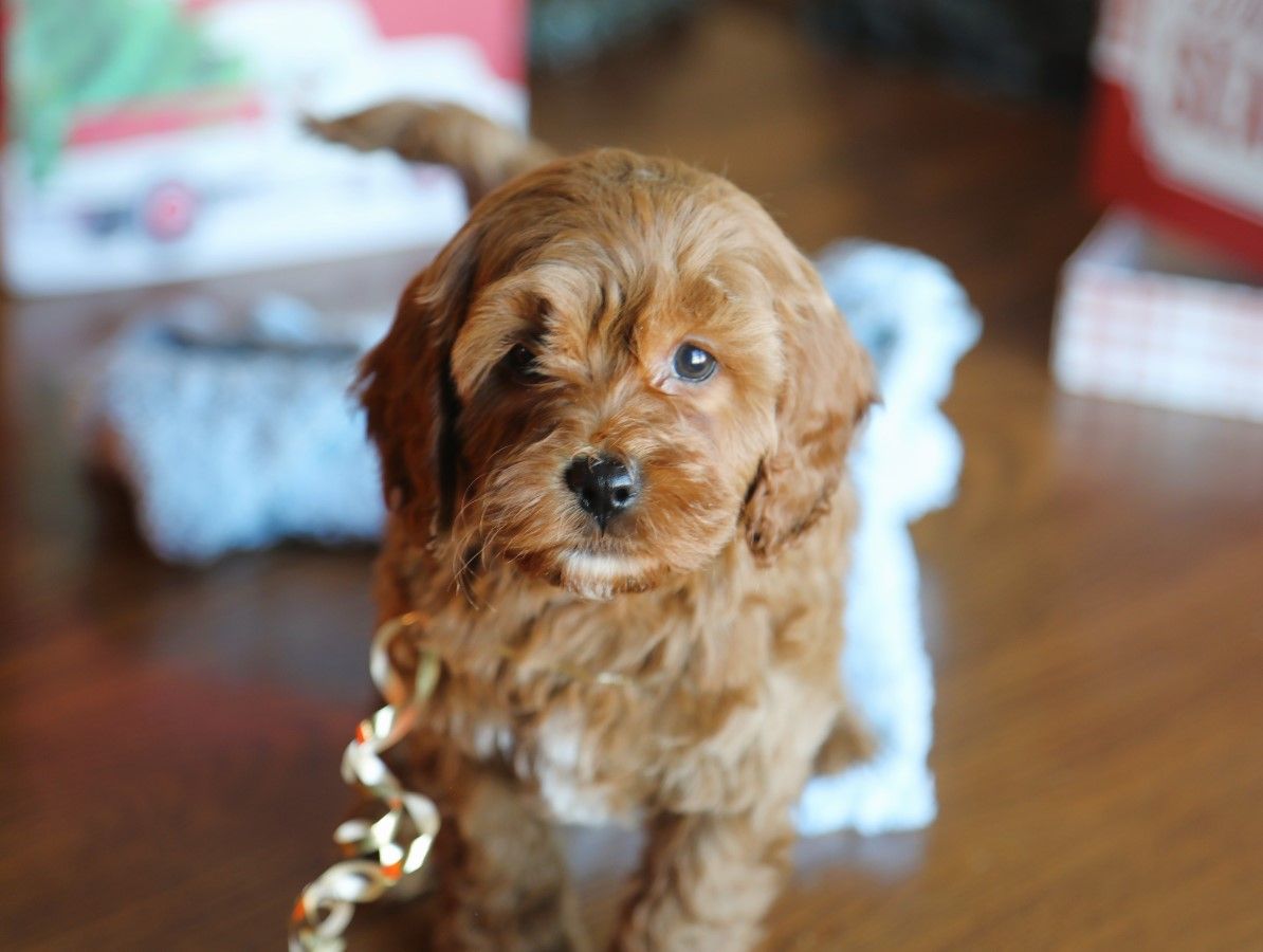  Blitzen • click to meet