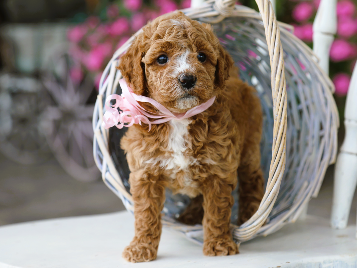 ivy (4).png