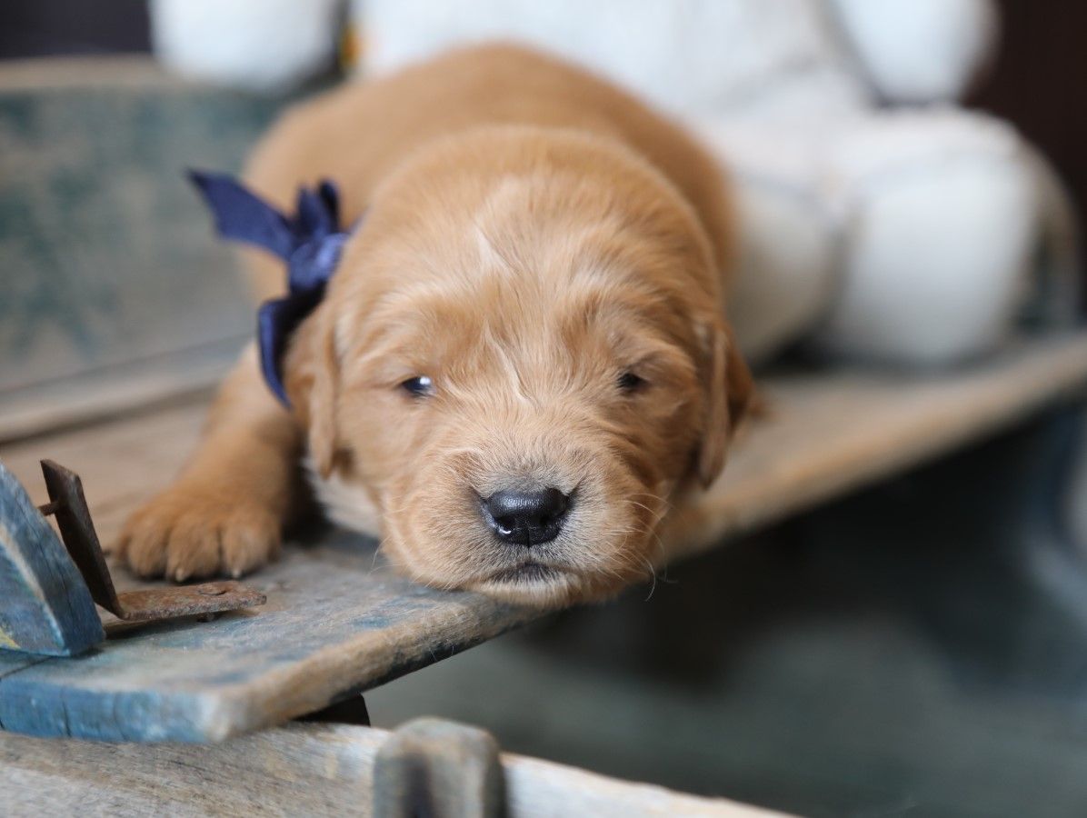 Louie - Click to meet
