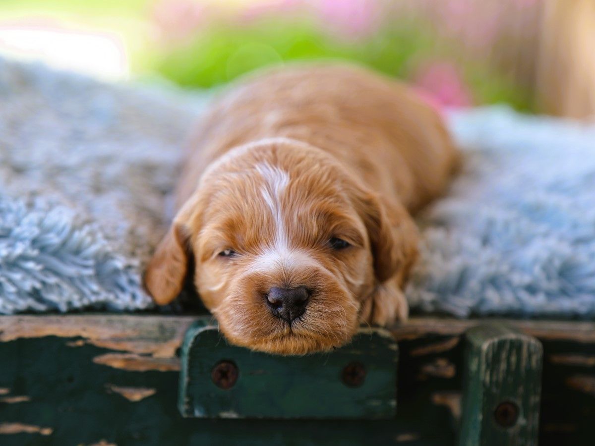 Harper • click to meet