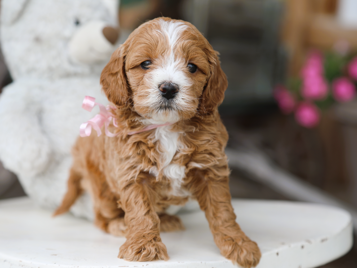 Brinley • click to meet