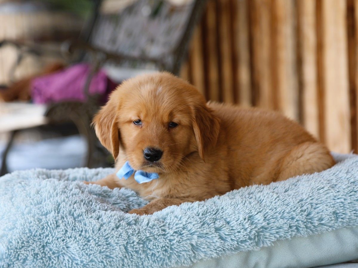 trixie (3).JPG