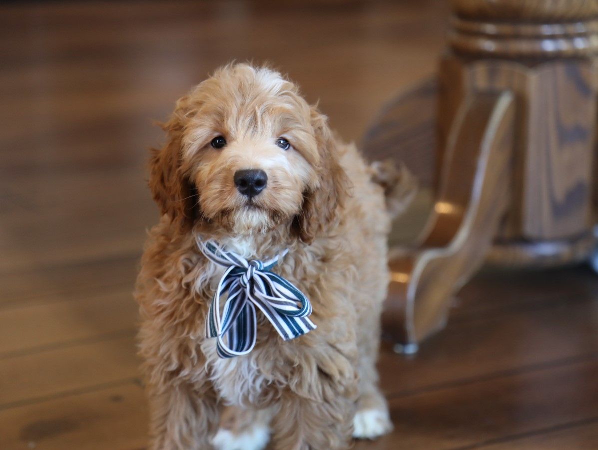  Timmy - Click to meet