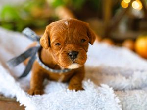 Winner • click to meet