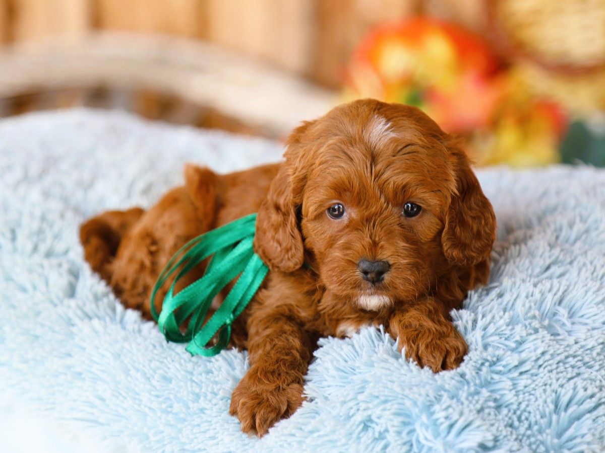 Twix (3).JPG