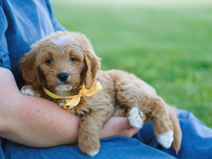 Baxter • click to meet