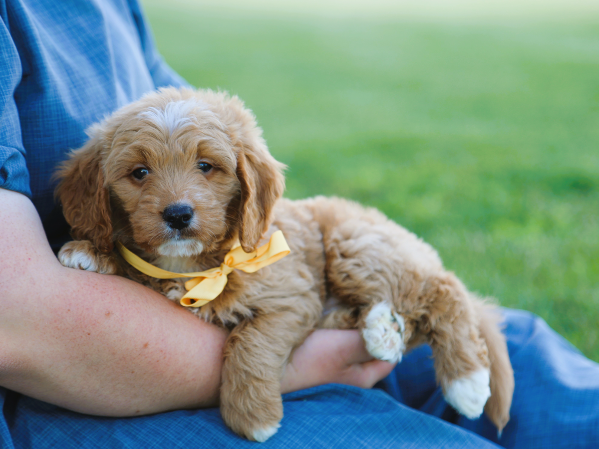 Baxter • click to meet