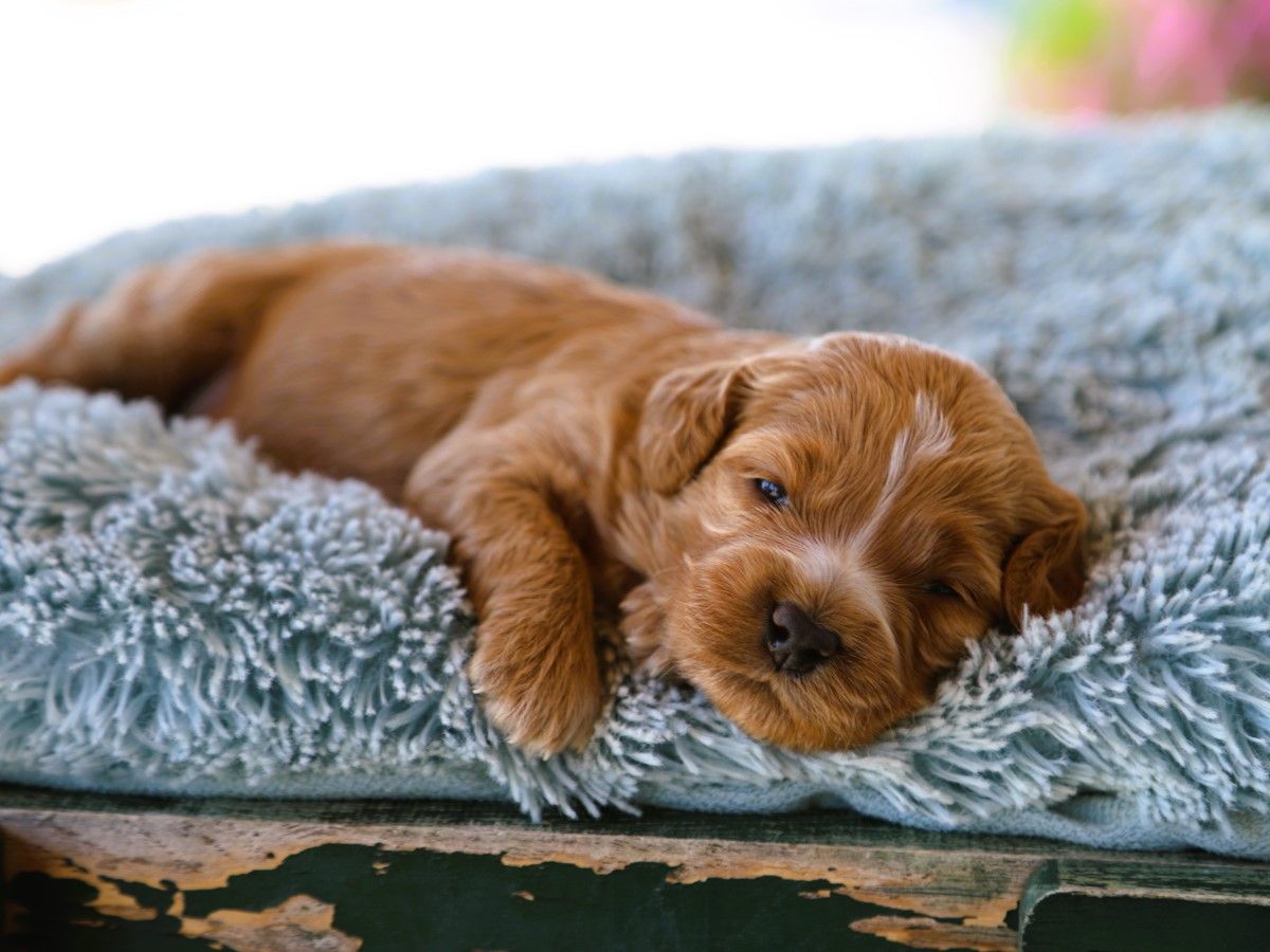 Harper (4).JPG