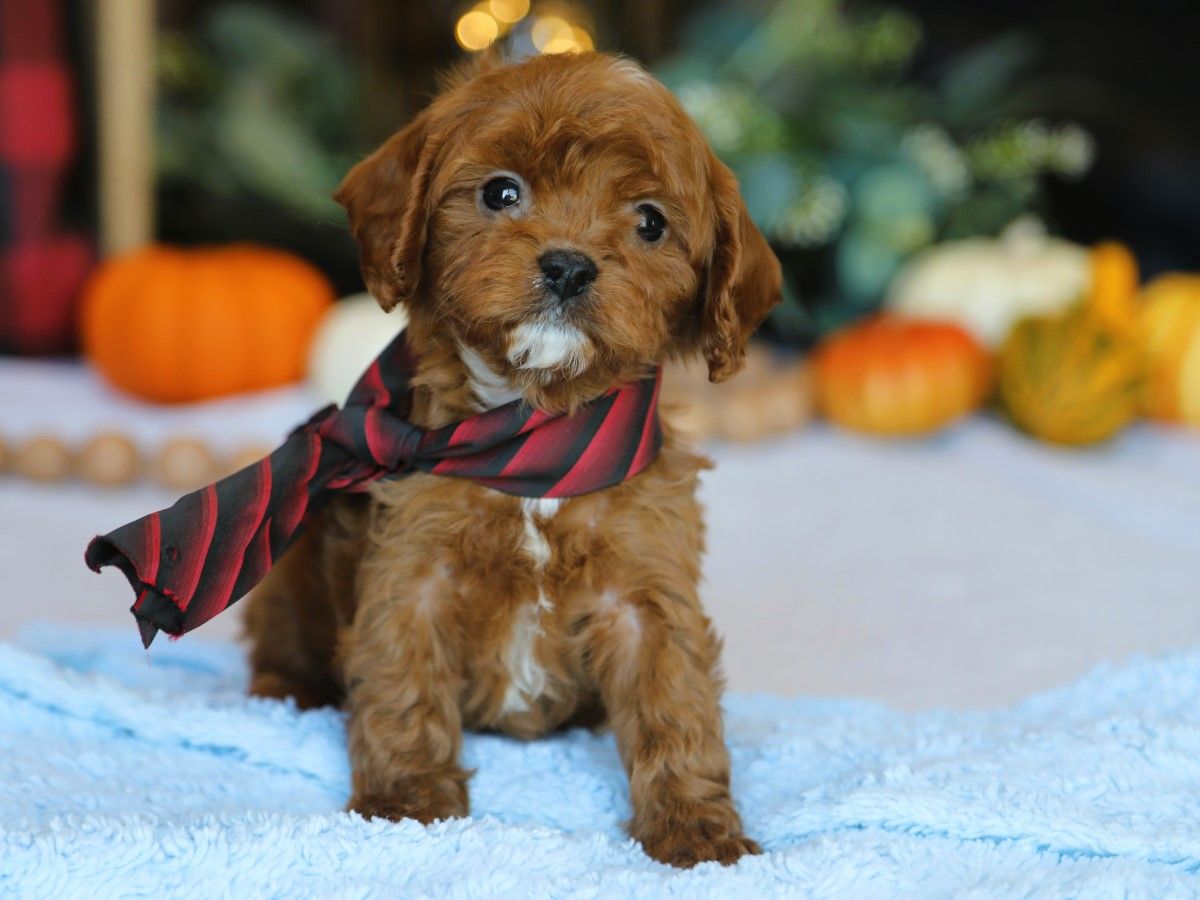  Spencer • click to meet