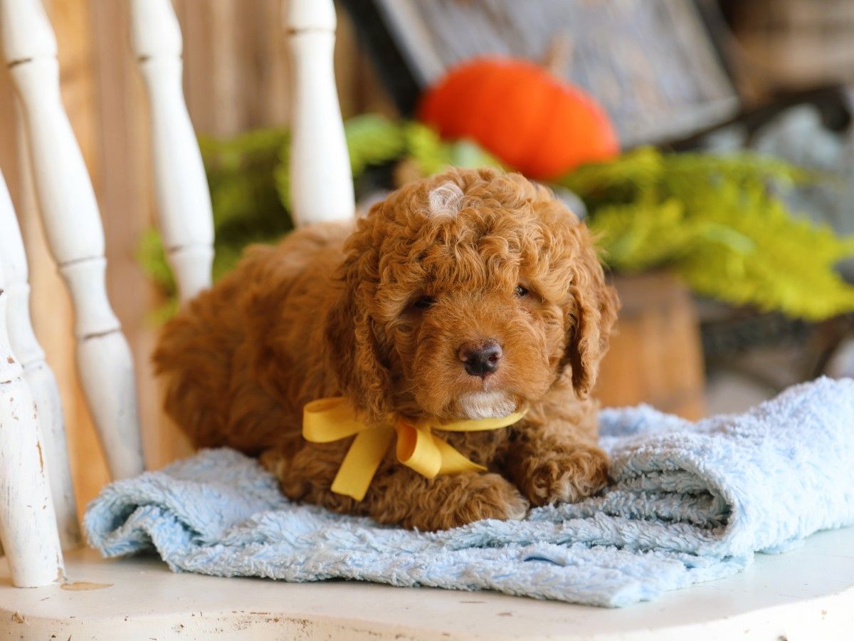 olly (2).JPG