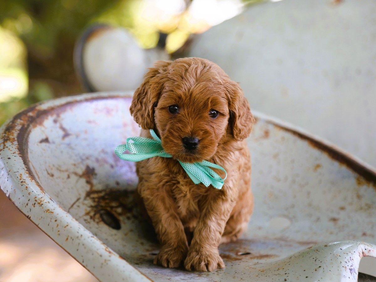 Taffy (3).JPG