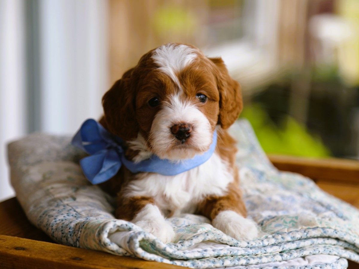 toffee (3).JPG