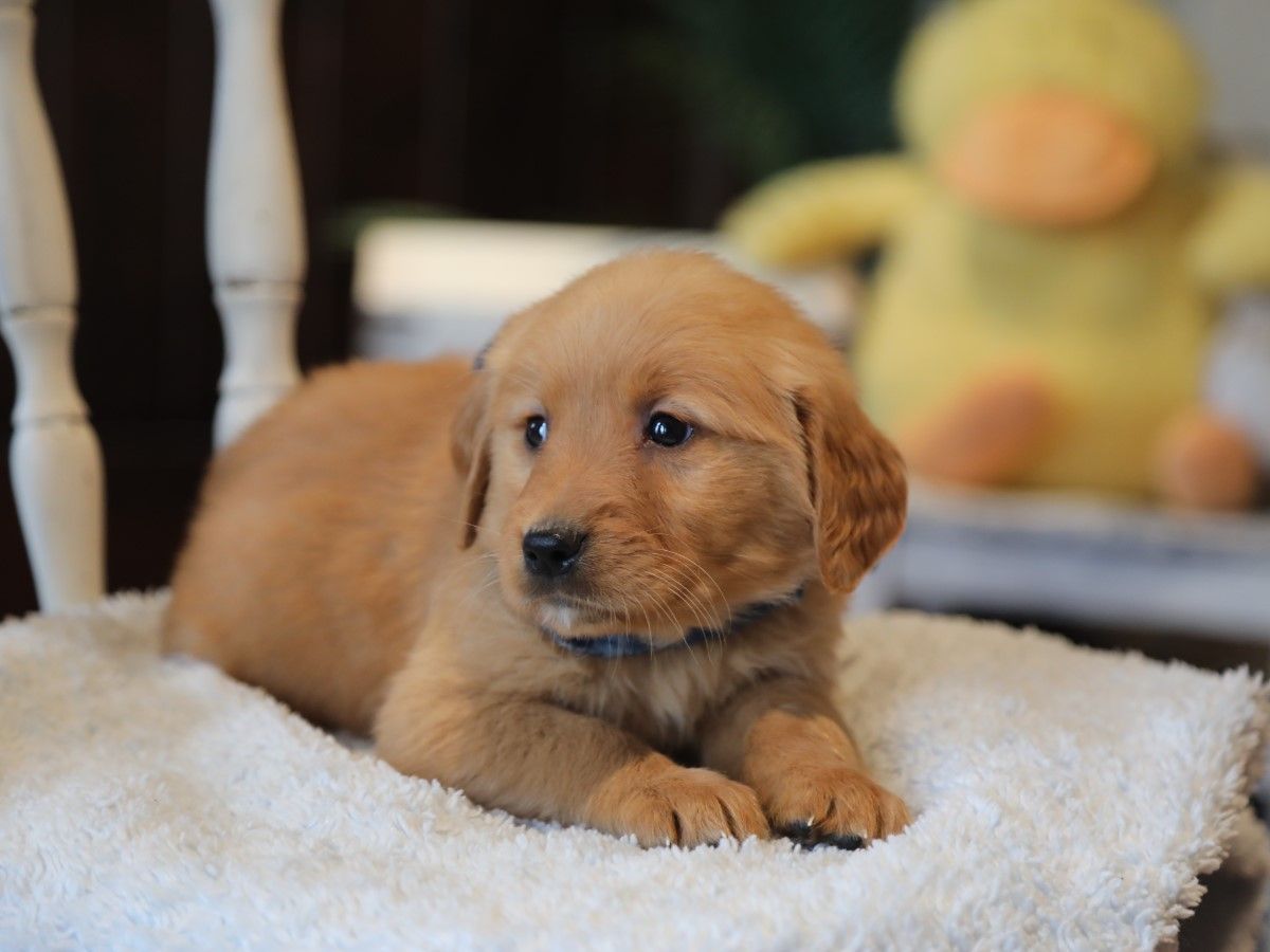 Sammy (3).JPG