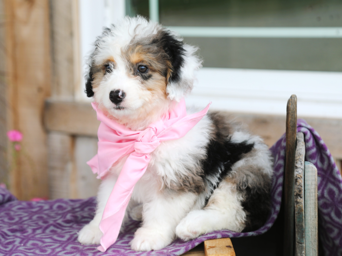 Piper • Click to meet