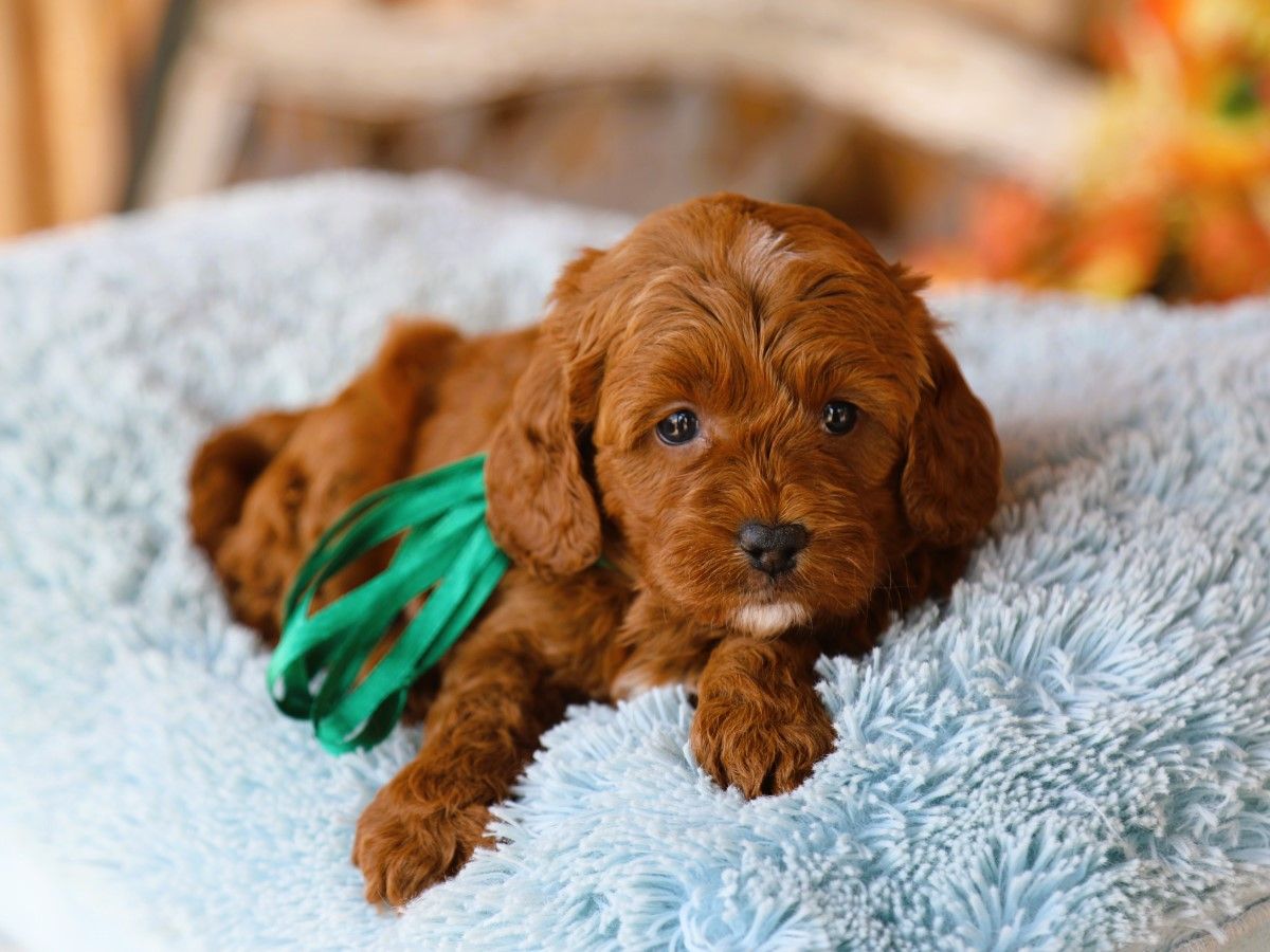 Twix (2).JPG