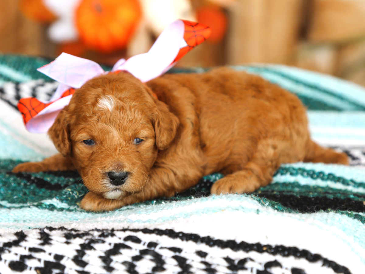 Reese • click to meet