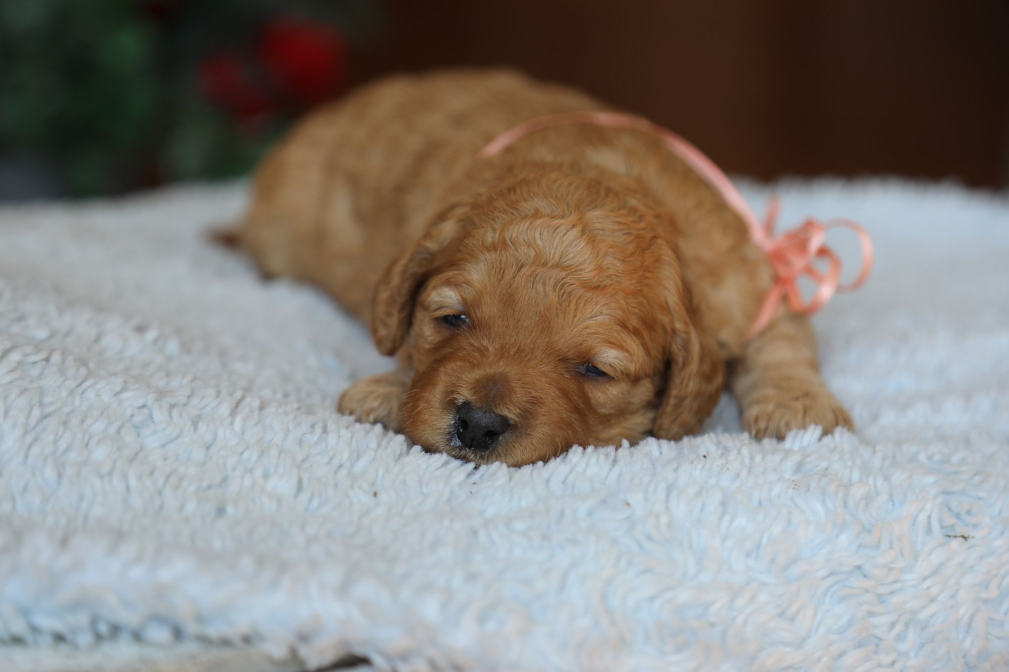 Cupcake • click to meet
