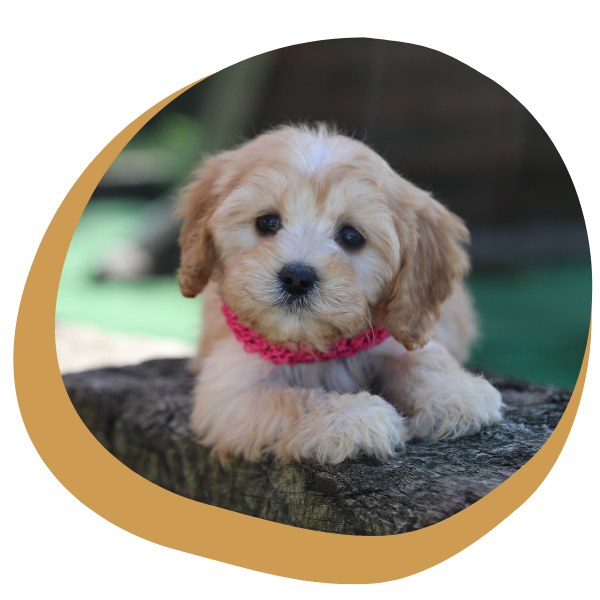Cavapoo Puppies for Sale - Image 1.png