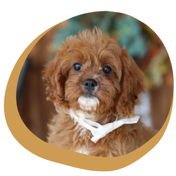 Cavapoo Puppies - Image 1.png
