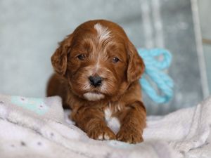 Blaze • click to meet