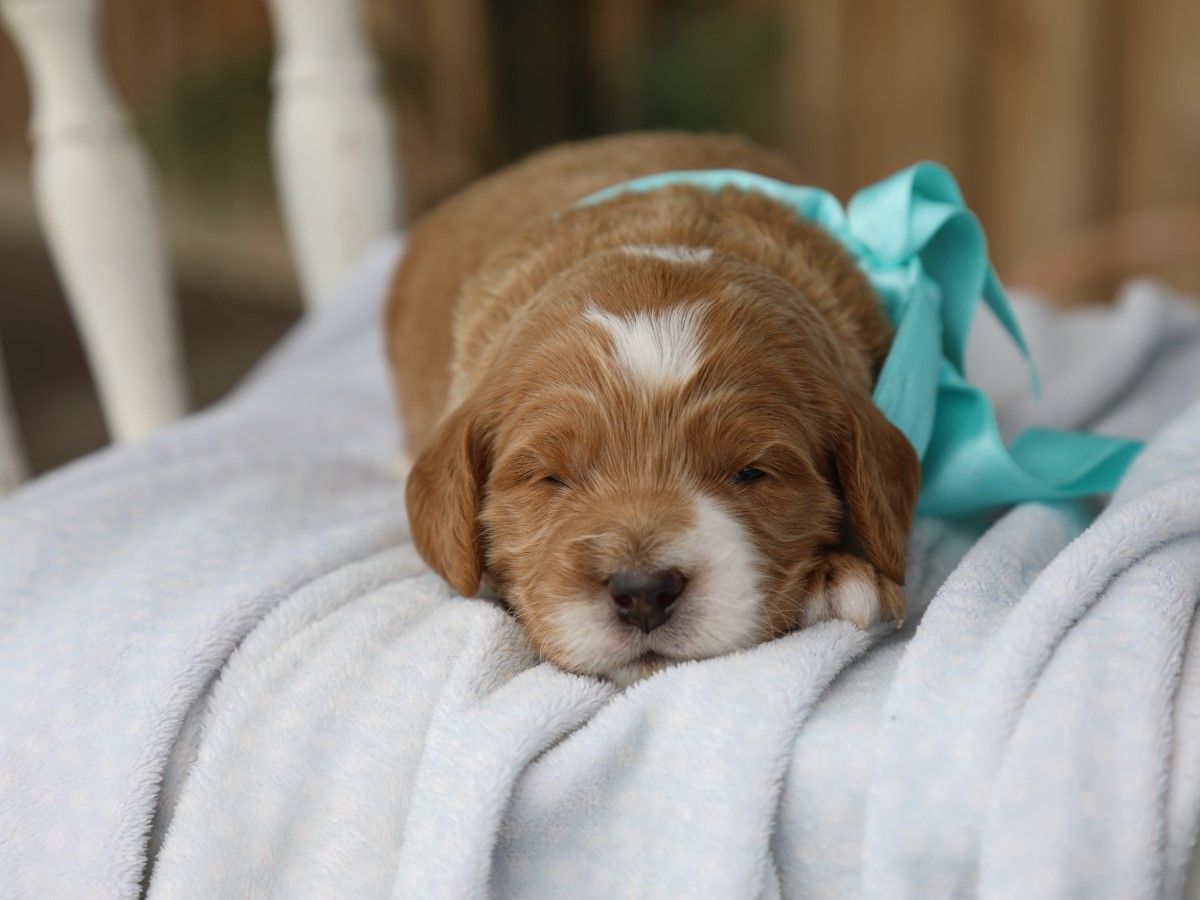 Baxter (2).JPG