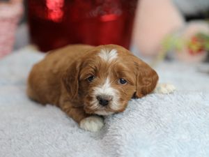 Echo • click to meet