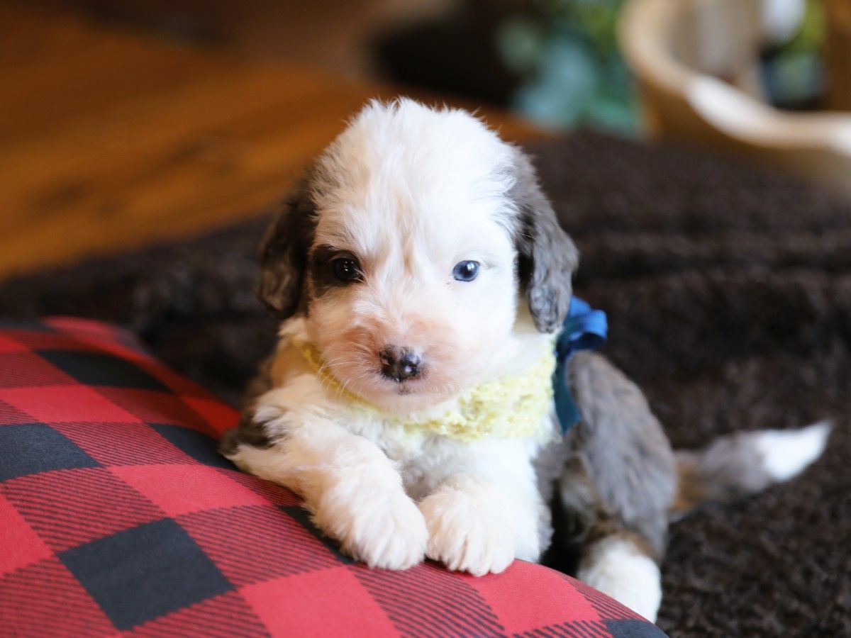charlie (2).JPG