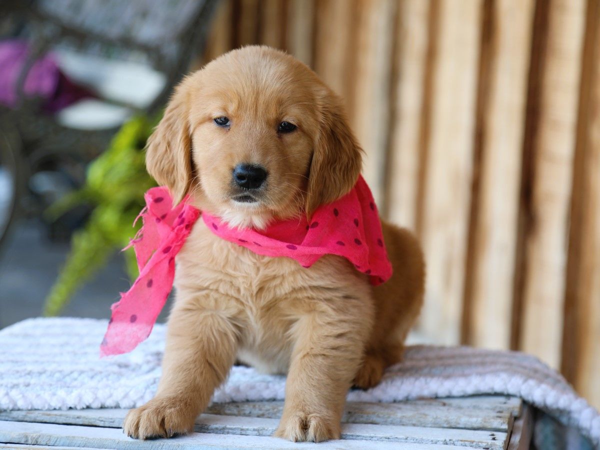 sugar (3).JPG