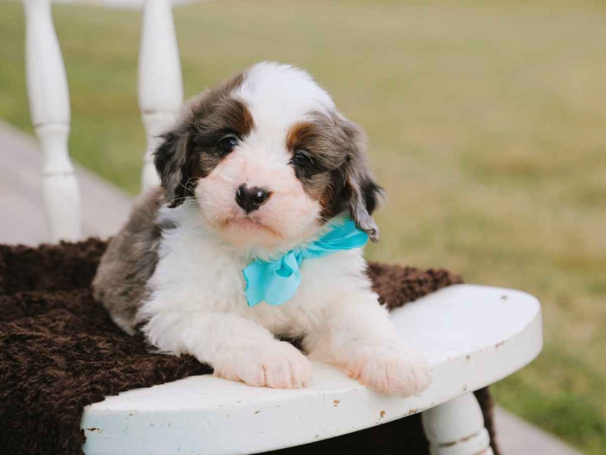  Wally • click to meet