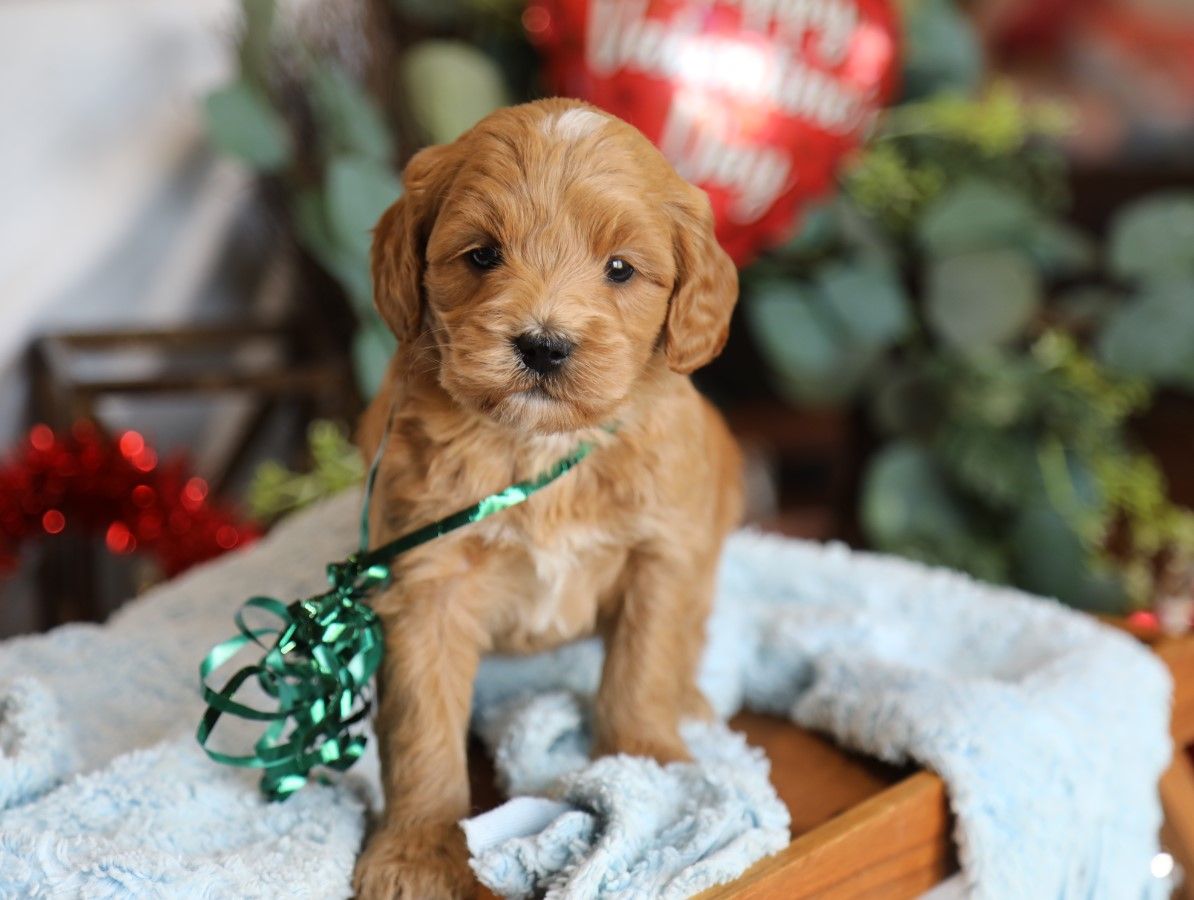 Dudley - click to meet